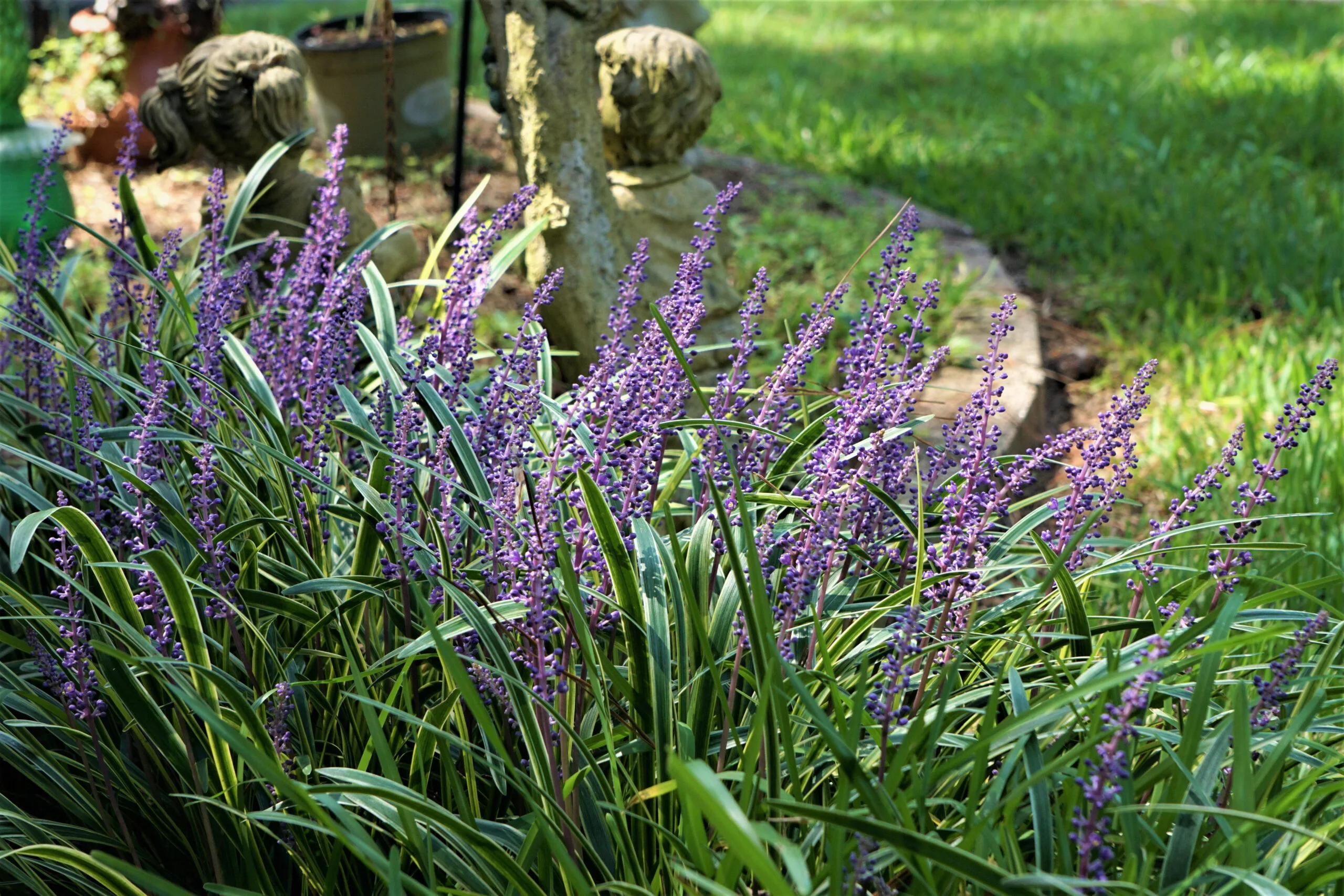 Liriope muscari 'Moneymaker'