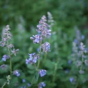 Nepeta faassenii 'Six Hills Giant'