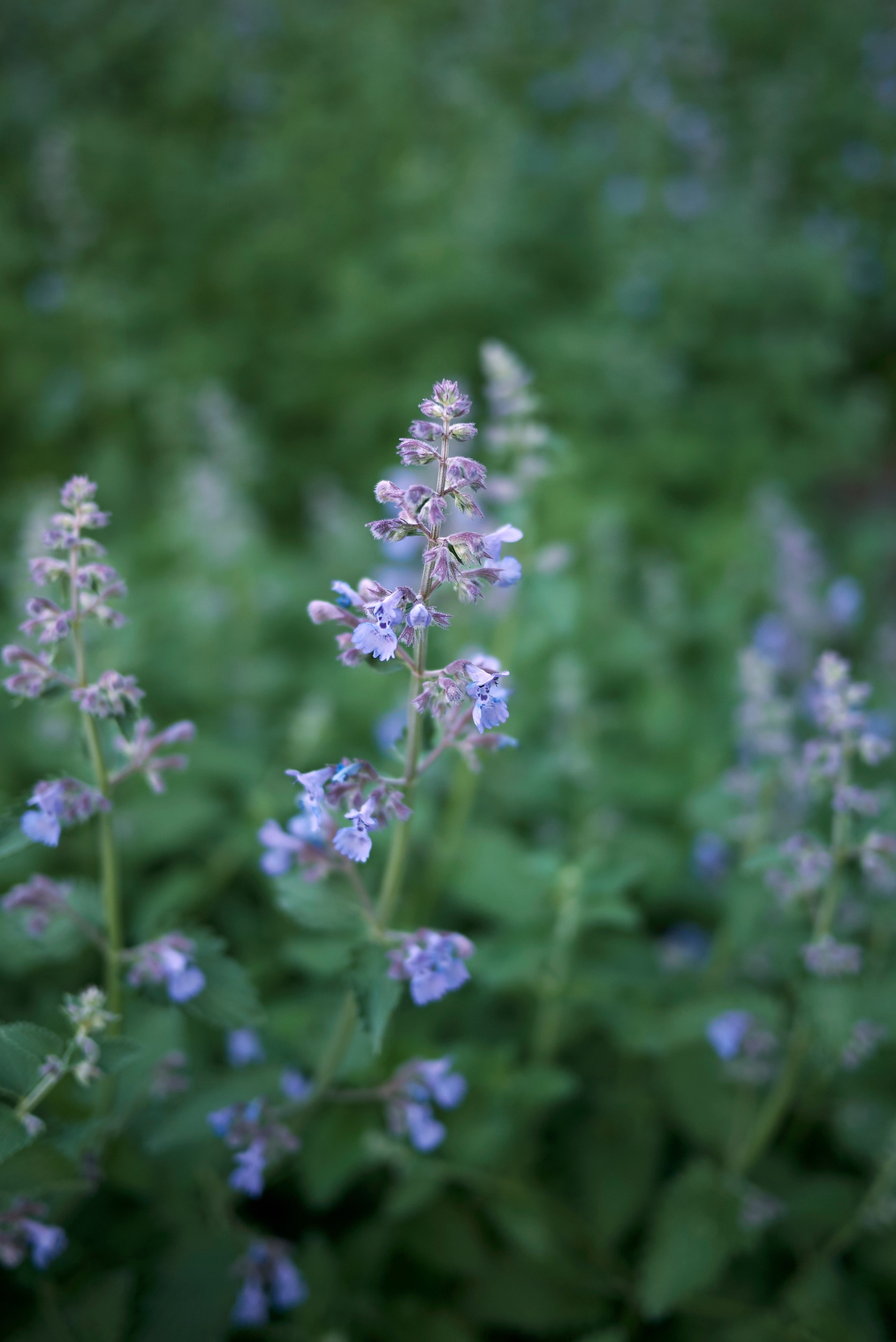 Nepeta faassenii 'Six Hills Giant'