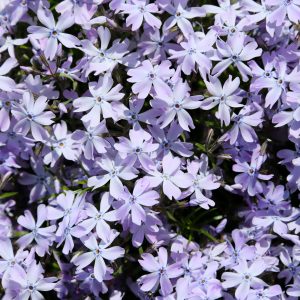 Phlox subulata 'Emerald Cushion Blue'
