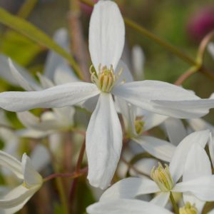 Clematis armandii 'Snowdrift'