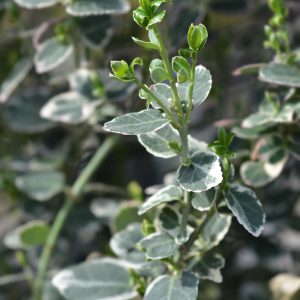 Euonymus fortunei 'Emerald Gaiety'