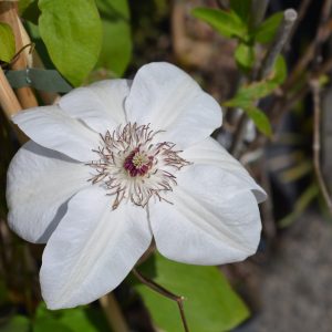 Clematis 'Miss Bateman'