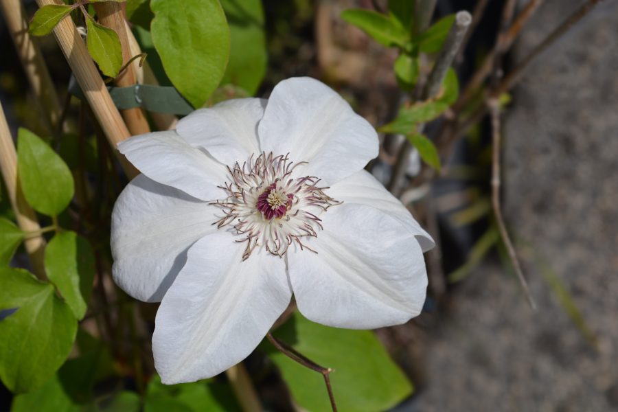 Clematis 'Miss Bateman'