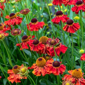 Helenium 'Moerheim Beauty'