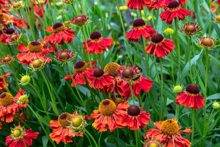 Helenium 'Moerheim Beauty'