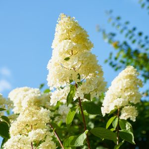 Hydrangea paniculata 'Candlelight'