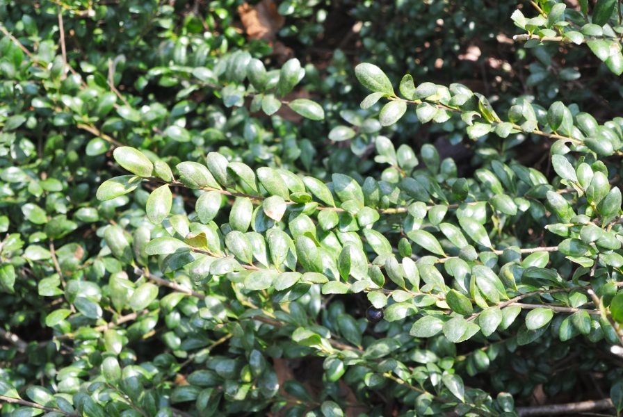 Ilex crenata 'Convexa'