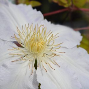 Clematis 'Gladys Picard'