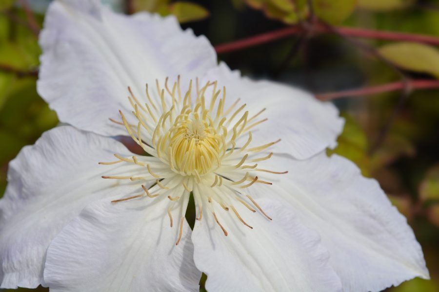 Clematis 'Gladys Picard'
