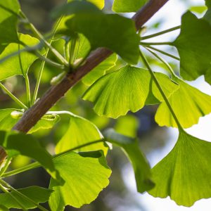 Ginkgo biloba