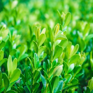 Buxus Sempervirens