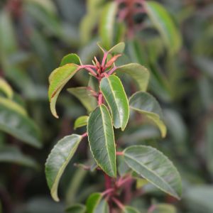 Prunus lusitanica 'Angustifolia'