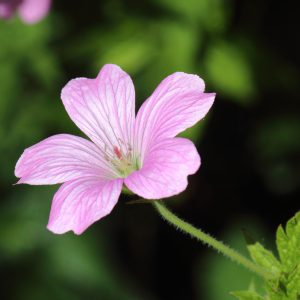 Geranium oxonianum 'Rose Clair'
