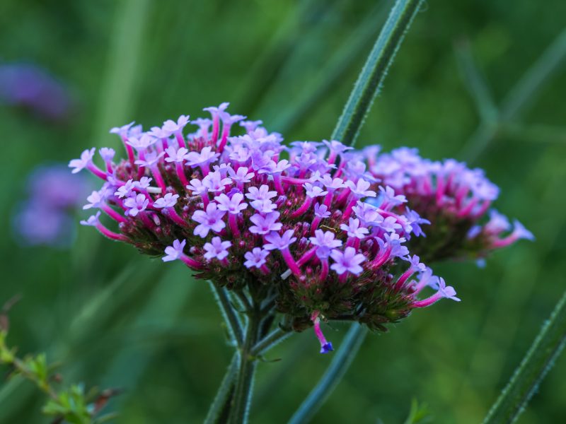 Verbena bonariensis 'Lollipop'
