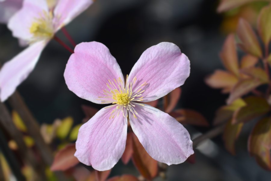 Clematis montana 'Fragrant Spring'