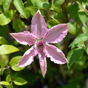 Clematis 'Hagley Hybrid'