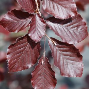 Fagus sylvatica 'Dawyck Purple' (Rode zuilbeuk)