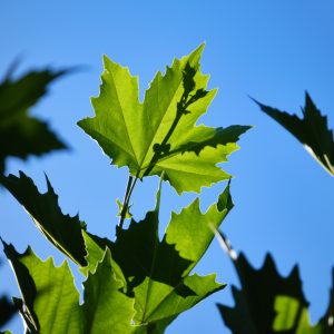 Platanus hispanica (Dakplataan)