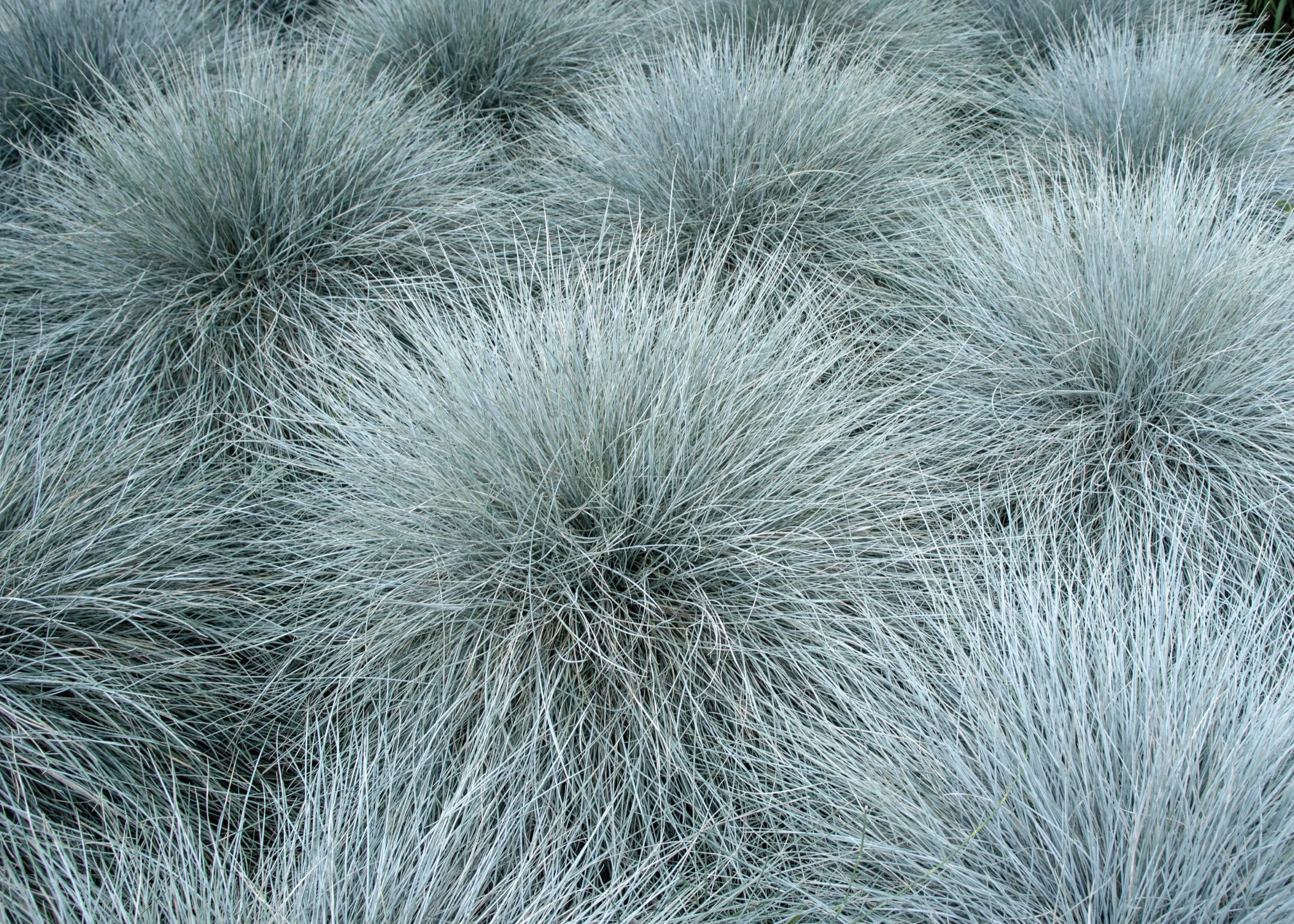 Festuca glauca 'Elijah Blue'