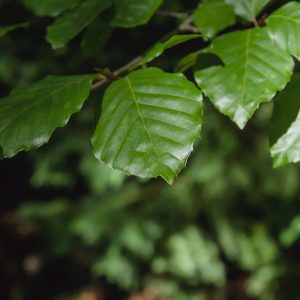 Fagus sylvatica 'Dawyck' (Zuilbeuk)