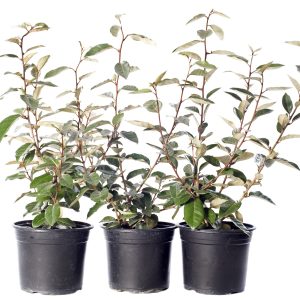 Elaeagnus ebbingei (Olijfwilg)