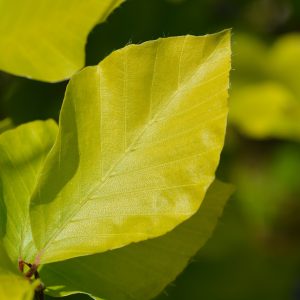Fagus sylvatica 'Dawyck Gold' (Gele zuilbeuk)