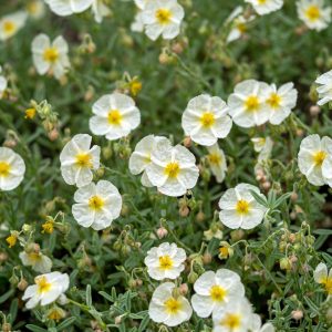 Helianthemum 'The Bride'