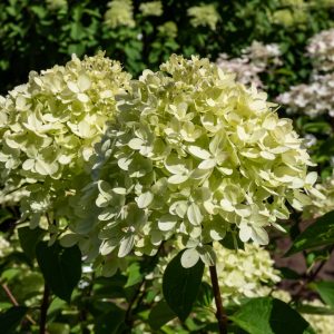 Hydrangea paniculata 'Little Lime'