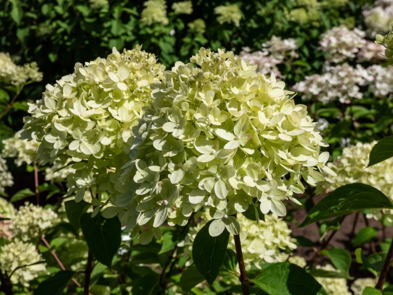 Hydrangea paniculata 'Little Lime'