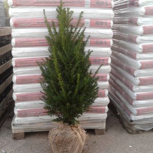 Taxus baccata haagplanten
