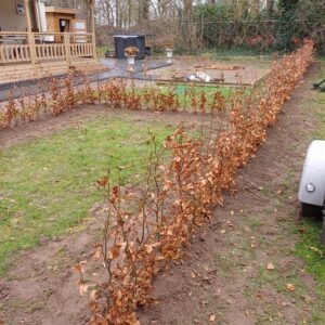 Fagus sylvatica beukenhaag met inplantservice per strekkende meter