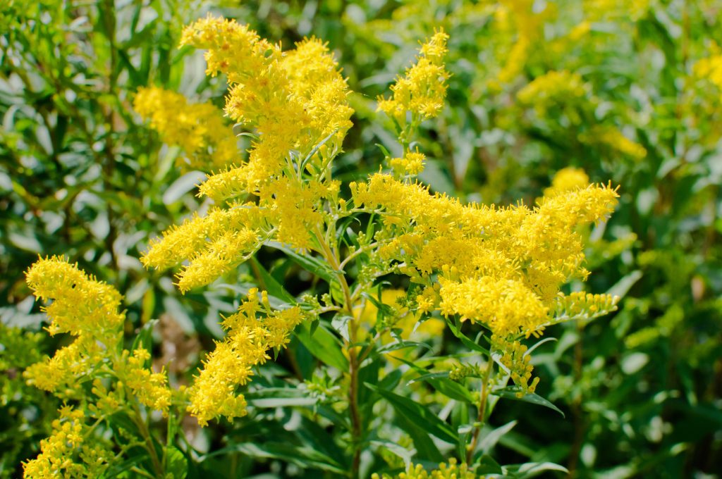 Solidago Golden Rockets Solidago 'Golden Dwarf' - Online Planten Centrum