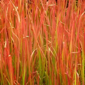 Imperata cylindrica 'Red Baron'