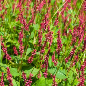 Persicaria amplexicaulis 'Speciosa'