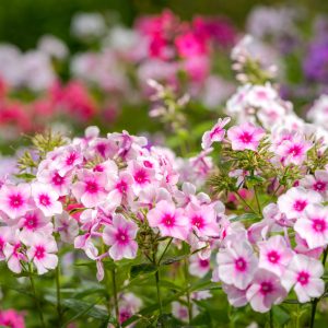 Phlox paniculata 'Bright Eyes'