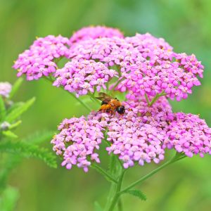 Achillea filipendulina 'Lilac Beauty'