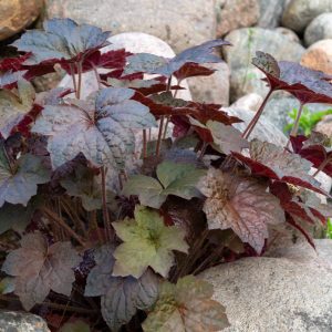 Heuchera 'Binoche'