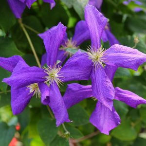 Clematis 'Polish Spirit'