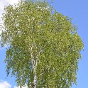 Betula pendula
