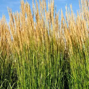 Calamagrostis acutiflora 'Karl Foerster'