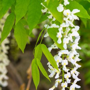Wisteria sinensis 'Alba'