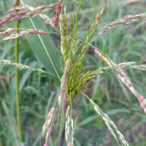 Panicum virgatum 'Rehbraun'