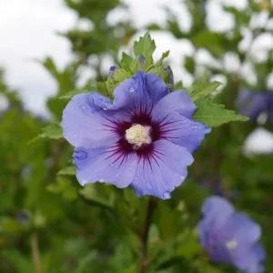 Hibiscus syriacus 'Oiseau Bleu'