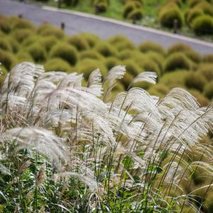 Miscanthus sinensis 'Kleine Silberspinne'