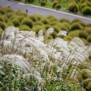 Miscanthus sinensis 'Kleine Silberspinne'