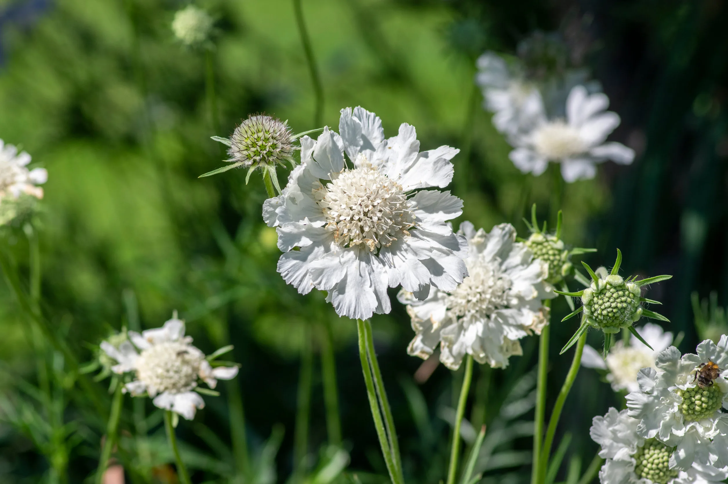 Scabiosa caucasica 'Perfecta alba'