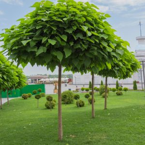 Catalpa bignonioides 'Nana'