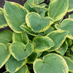 Hosta fortunei 'Aureomarginata'