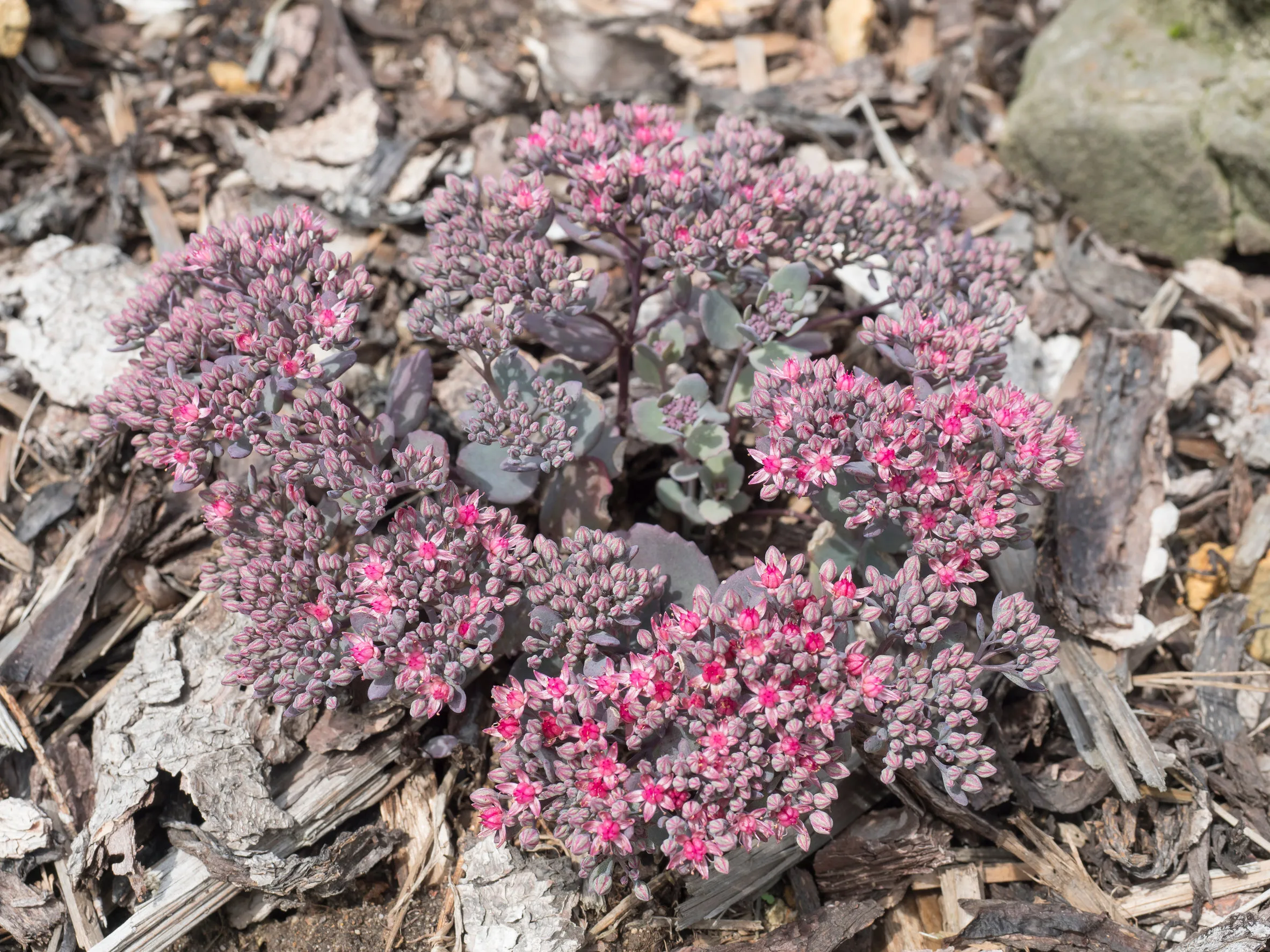 Sedum cauticola 'Lidakense'